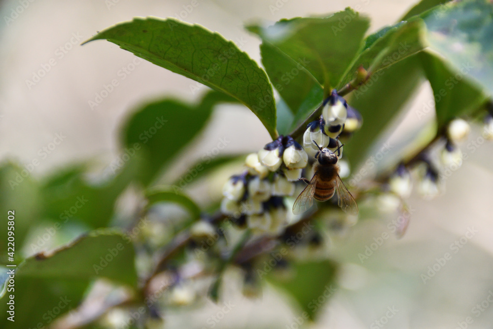 ヒサカキの花にとまる蜜蜂 ヒサカキの花にとまる蜜蜂
