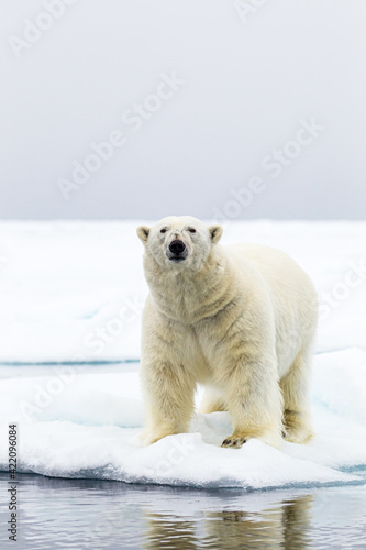 Male Polar bear standing at the edge of the ice in the Arctic
