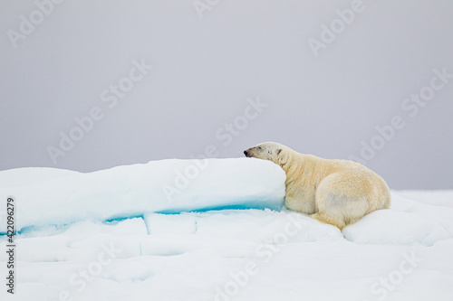 Foto Polar bear lazing about on the Arctic ice