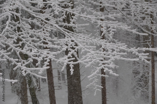 Schneeschuhwanderung Farrenpoint photo