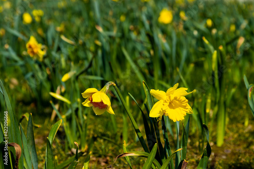 Beautiful yellow Daffodil flowers often seen during Easter and announcing that Spring is around the corner