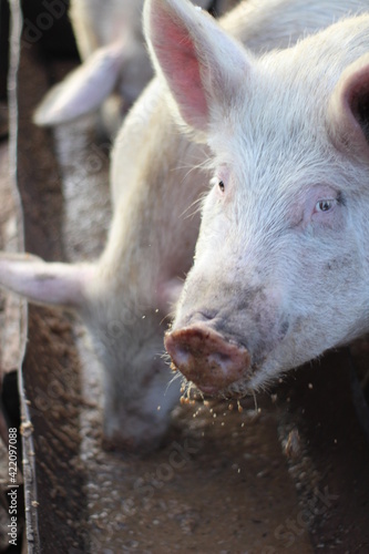 Canvas Print photograph of pink pigs eating food feed from a trough splashing food in pigpen