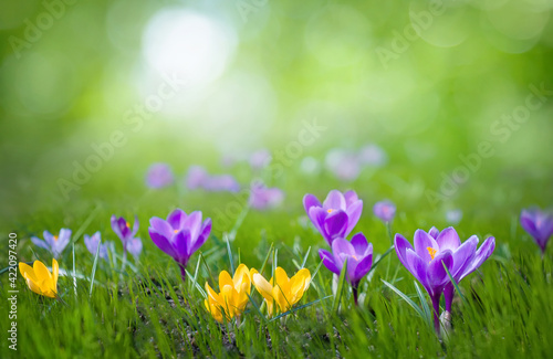 Beautiful Nature Spring Background © lumikk555