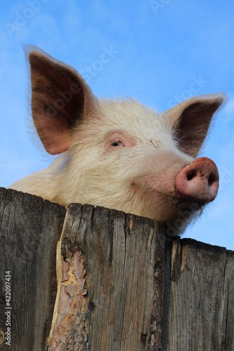 Fotografie Funny pink pig smiling and peeking from behind wooden pigpen fence