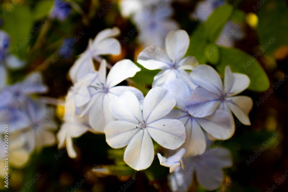 Fototapeta premium fleurs 