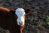 photograph of funny calf red white head baby cow cattle with pink nose looking at the camera in sunset light 