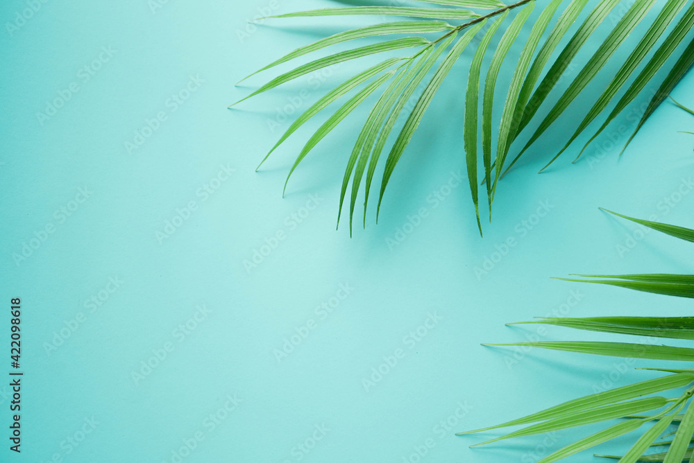 close up top view on coconut tropical leaves on teal and cyan ole background with copy space for ads banner design in summer season concept	
