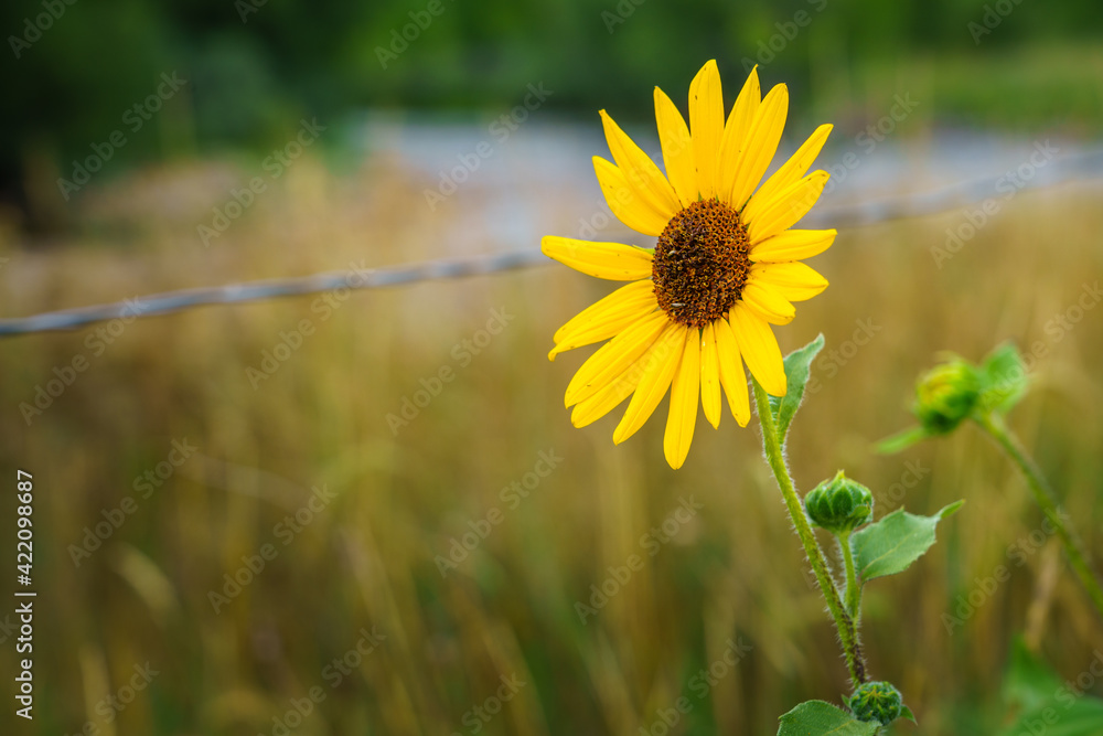 Fototapeta premium Daisy bokeh in the field