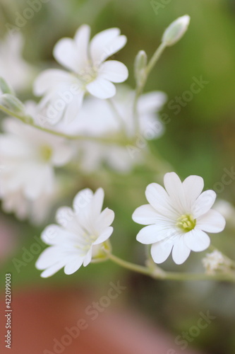 セラスチウムの花