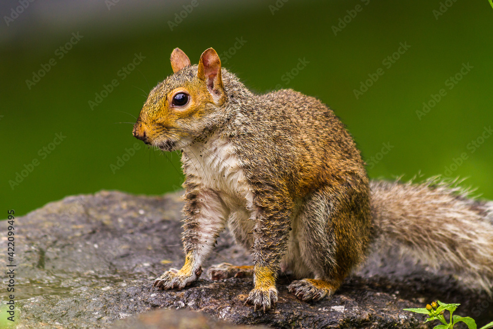 Profile of an Eastern gray squirrel (Sciurus carolinensis) standing on a rock on blurred green background in Central Park, New York City Profile of an Eastern gray squirrel (Sciurus carolinensis) standing on a rock on blurred green background in Central Park, New York City