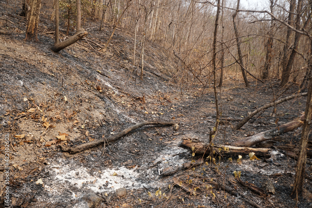 Traces of a forest fire where the trees were burned in the dry air. Forest fire problems that occur during the summer in Thailand. Traces of a forest fire where the trees were burned in the dry air. Forest fire problems that occur during the summer in Thailand.