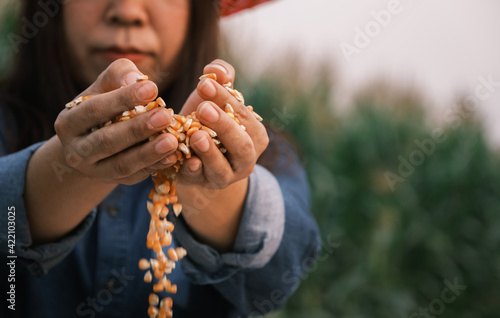 yellow ripe corn grain in woman farmer hand pouring with plantation farm background, industrial agriculture