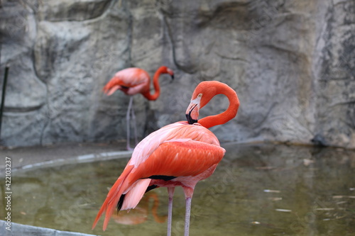 Konstfotografi Flamencos posando para la foto
