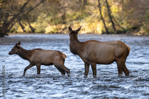 Elk Cow Looks Around As Calf Fords River