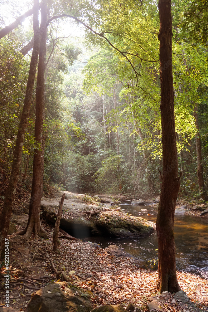 Obraz premium A stream flowing in a completely natural forest. The integrity of the Asian jungle.