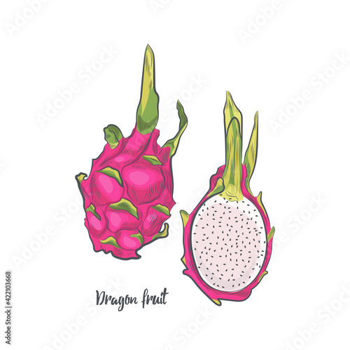 Dragon fruit sketch vector illustration. Hand drawn pitaya isolated on white background.