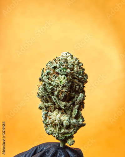 Marijuana Cannabis OG Kush Bud on Colourful Orange Background