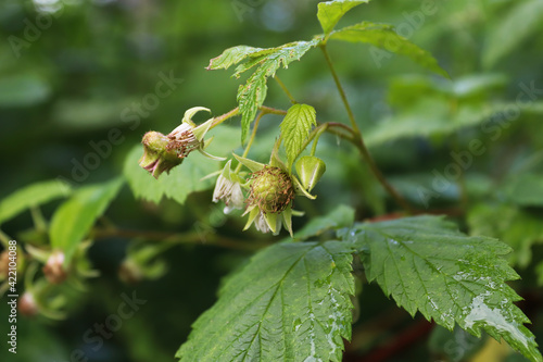 Wild immature green raspberry fruit forming on plants