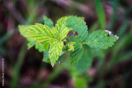 Top view of wild raspberry leaves in the grass
