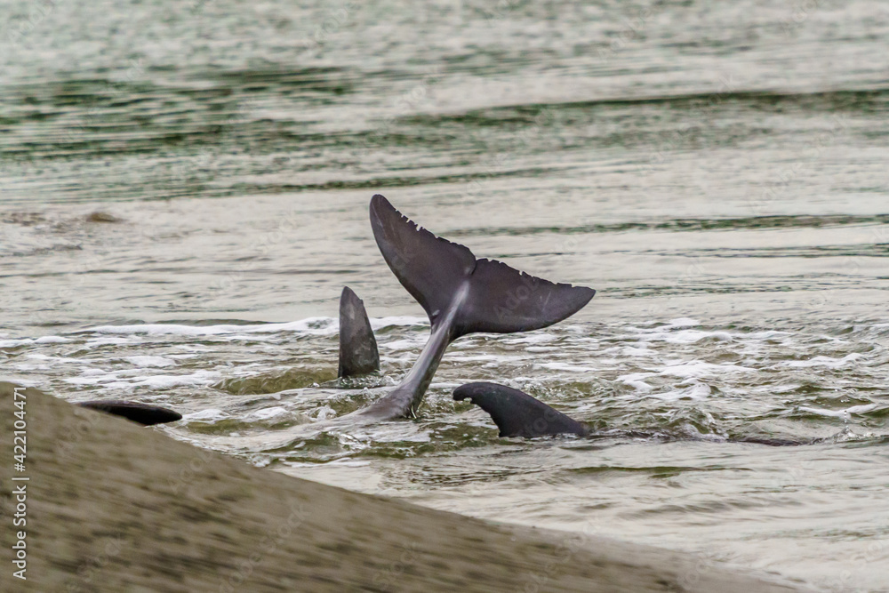 Fototapeta premium Kiawah River Dolphins Strandfeeding, Viewed From Seabrook Island