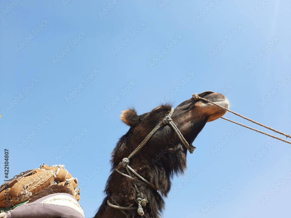 Indian camel head tied with ropes side view closeup