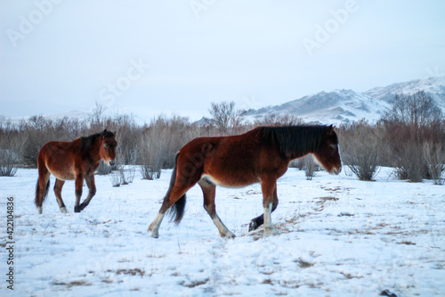  Herd of Horses Running on Winter Snow Land. Beautiful Bay Chestnut, Gray Mare and Stallion with Fluffy Fur Mane and Tails