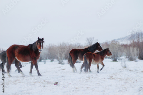 Herd of Horses Running on Winter Snow Land. Beautiful Bay Chestnut, Gray Mare and Stallion with Fluffy Fur Mane and Tails