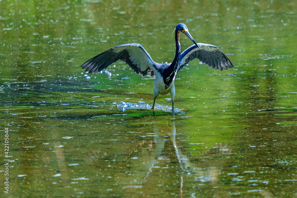 Fototapeta premium Tricolor Heron Fishing