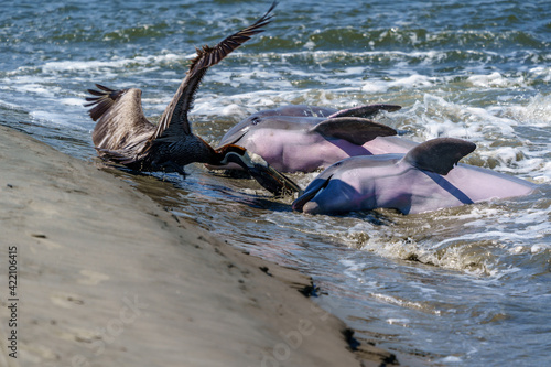 Kiawah River Dolphins Strandfeeding, Viewed From Seabrook Island photo