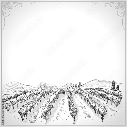 Landscape with vineyard graphic illustration
