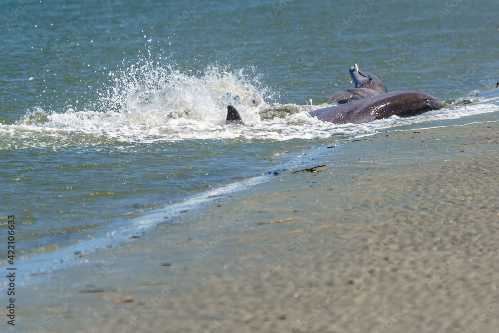 Obraz premium Kiawah River Dolphins Strandfeeding, Viewed From Seabrook Island