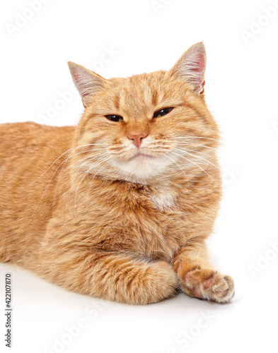 Fototapeta Naklejka Na Ścianę i Meble -  One brown cat.