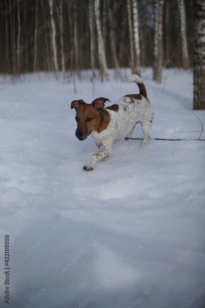 Dog Jack Russell on the street in winter.
