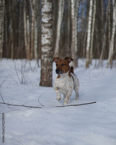 Fototapeta Naklejka Na Ścianę i Meble -  Dog Jack Russell on the street in winter.