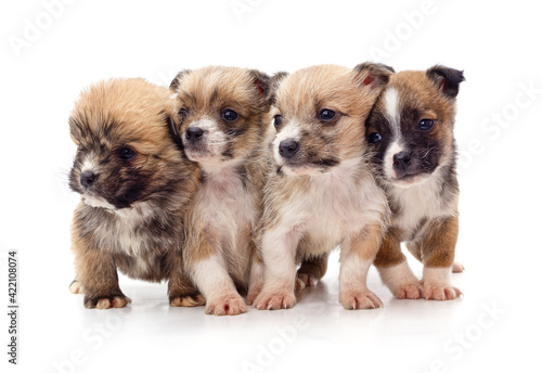 Group little brown puppies.