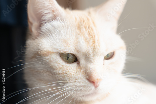 Wallpaper Mural 猫 Torontodigital.ca