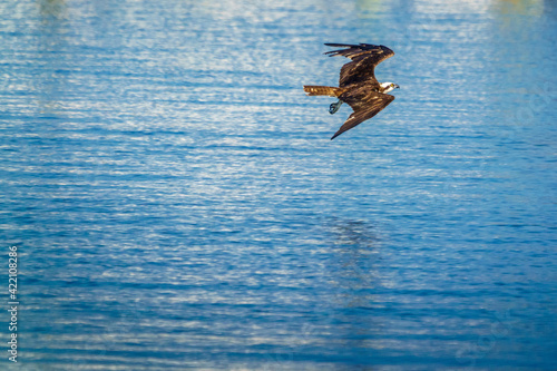 Osprey In Flight photo