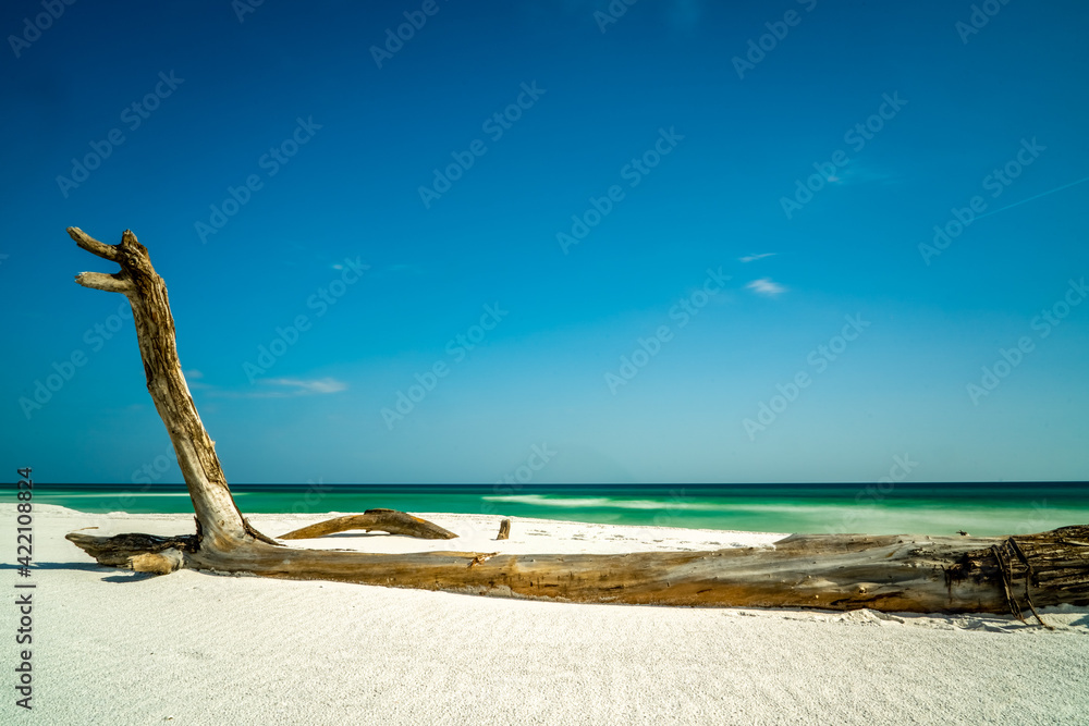 Driftwood On the Beach, Topsail hill Preserve Driftwood On the Beach, Topsail hill Preserve