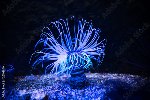 Photography Colorful sea anemones on the sea floor