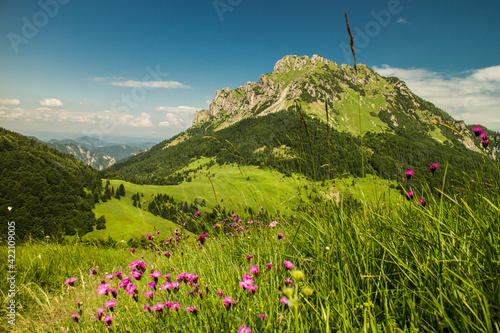 View of Velky Rozsutec in Mala Fatra mountains with blooming pink flowers