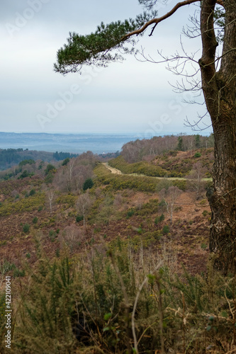 Hindhead common visit for leisure and health. photo