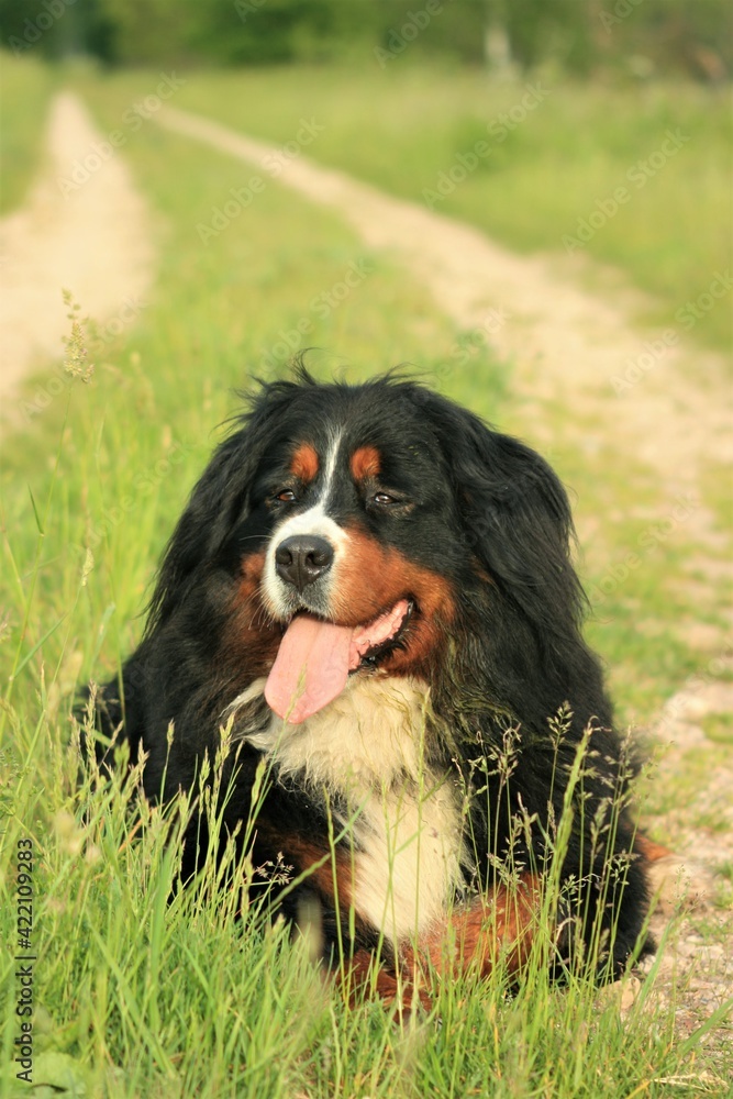 bernese mountain dog sitting on the grass