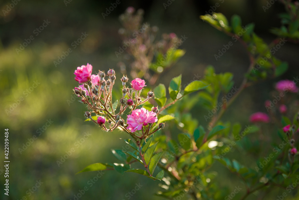 Green bush with beautiful pink rose flowers in sunlight. Springtime blossom concept. Green bush with beautiful pink rose flowers in sunlight. Springtime blossom concept.