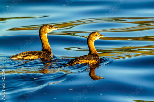 Pied Billed Grebes photo