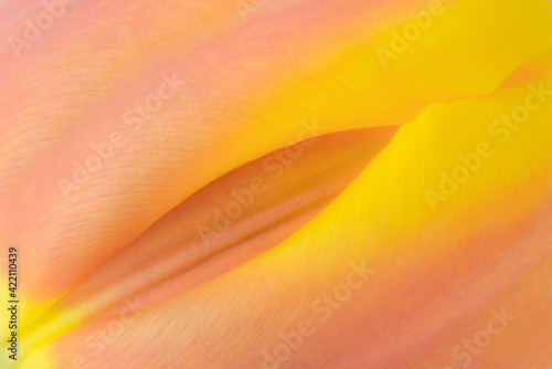 nature texture background, extreme close-up of tulip petals, floral backdrop