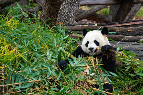 Wild animals life. Cute panda bear sits among bamboo leaves and holds branch in paw. Panda eats bamboo