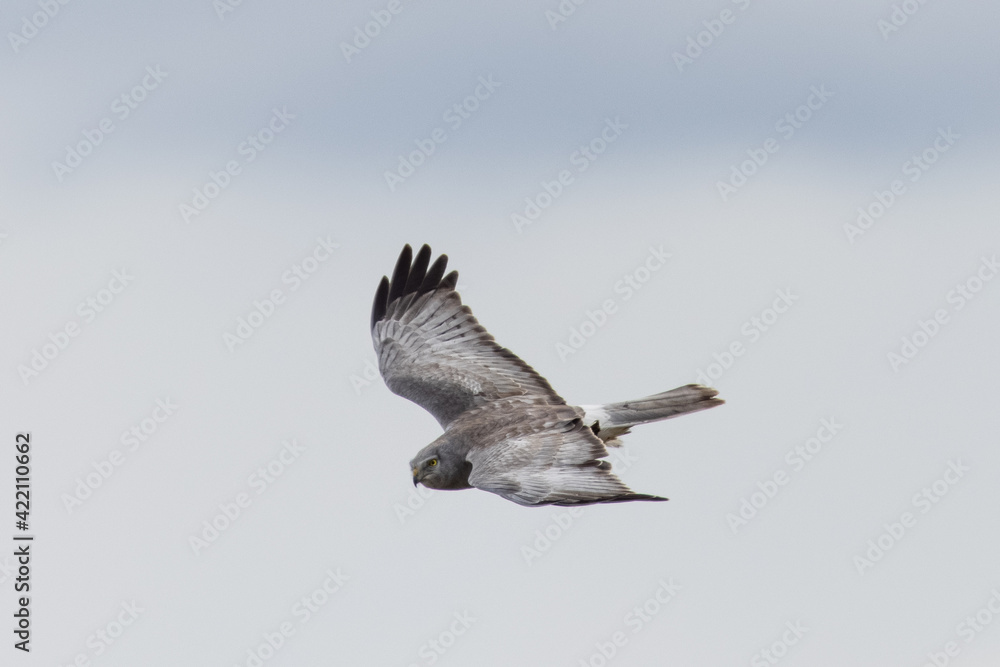 Fototapeta premium Extremely close view of a male hen harrier (Northern harrier) flying in beautiful light, seen in the wild in North California