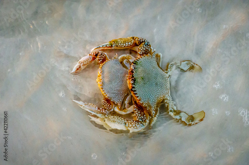 Speckled Swimming Crabs Mating In the Surf © Jeff
