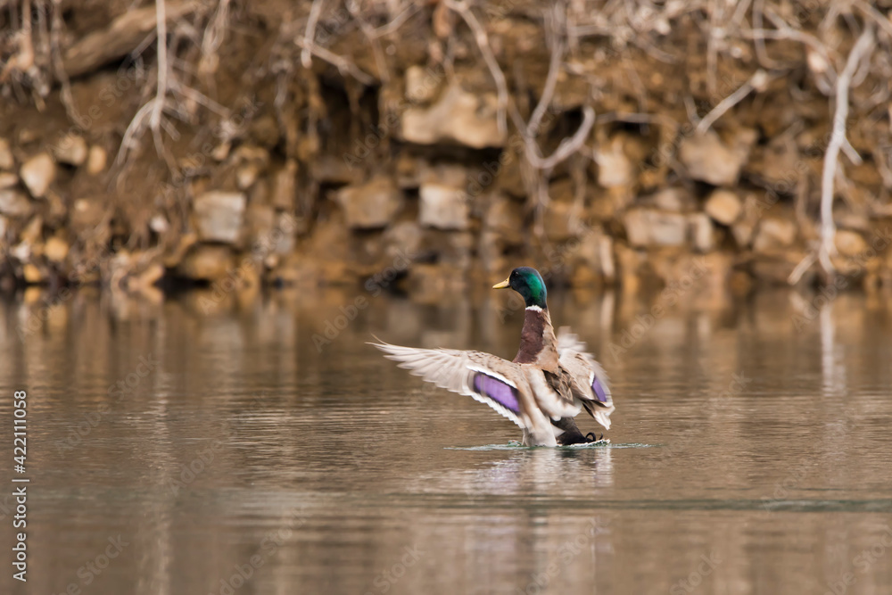 Mallard duck with wings outstretched in water Mallard duck with wings outstretched in water