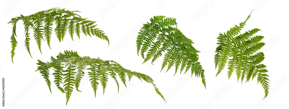 Few fern stems with leaves on white background
